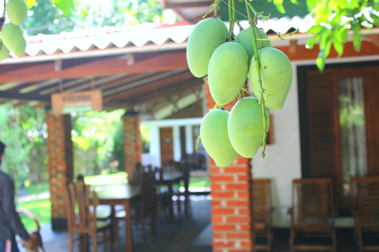 Green Cottage Anuradhápura Exteriér fotografie
